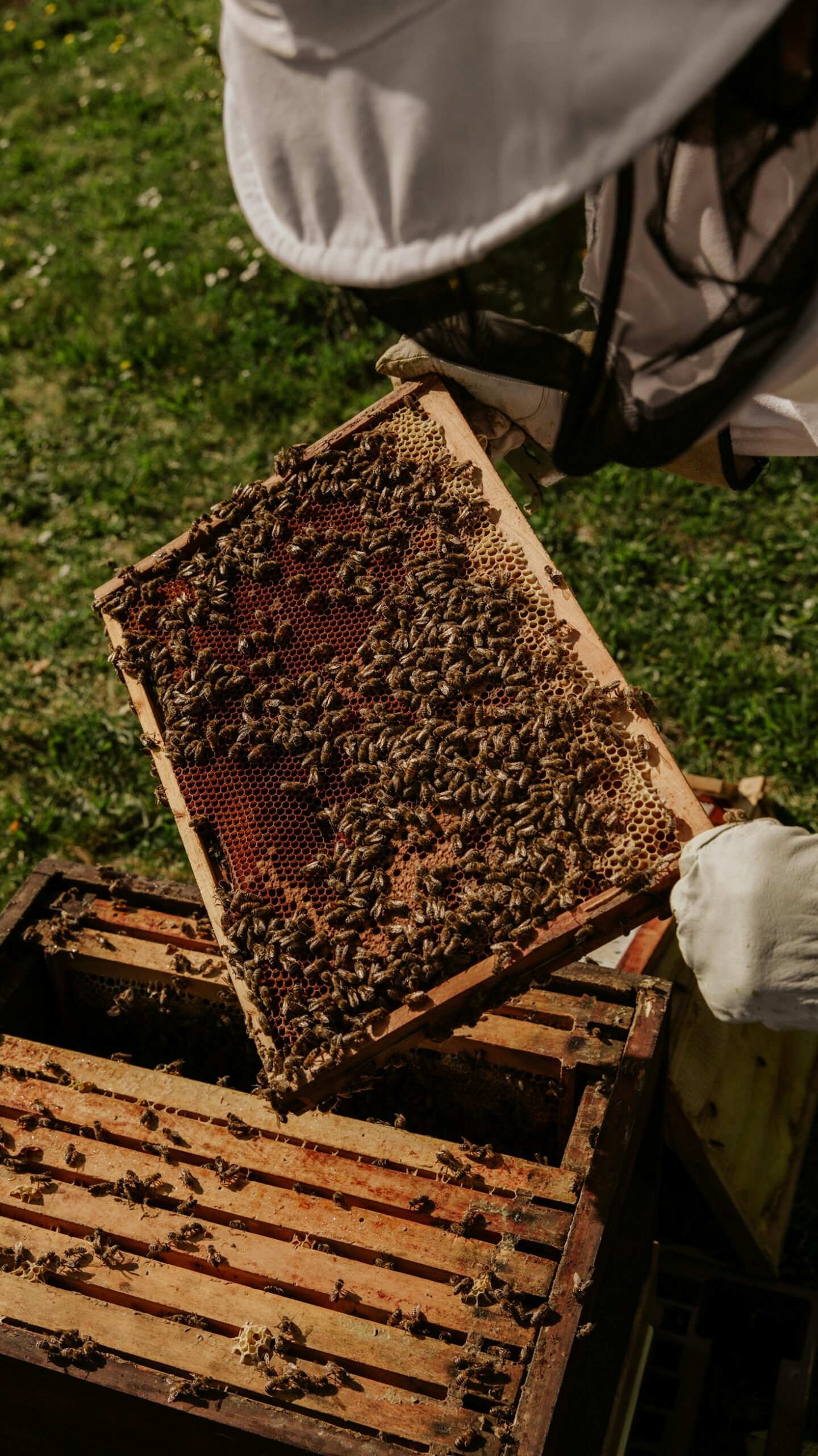 Hive inspection frame