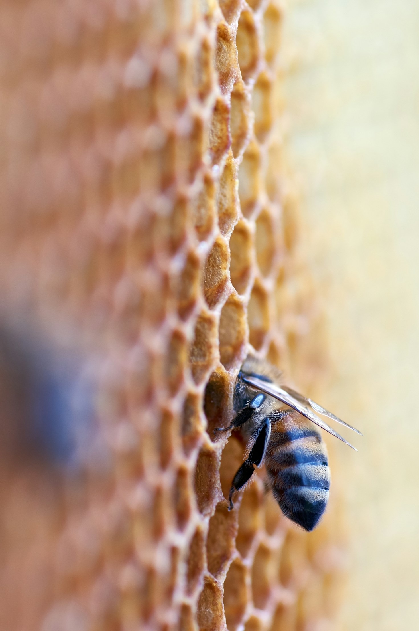 Bee on honeycomb