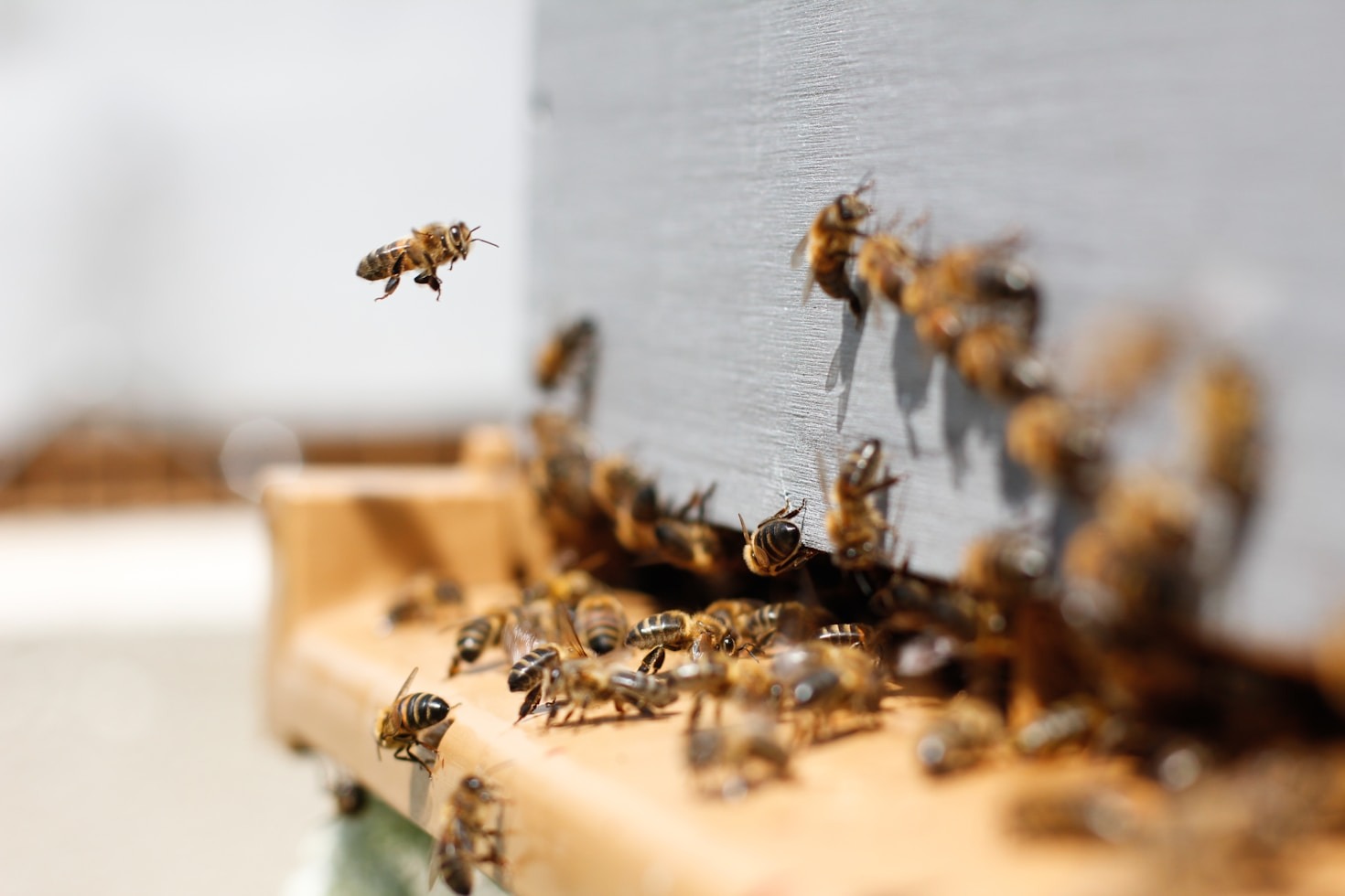 Bees at hive entrance